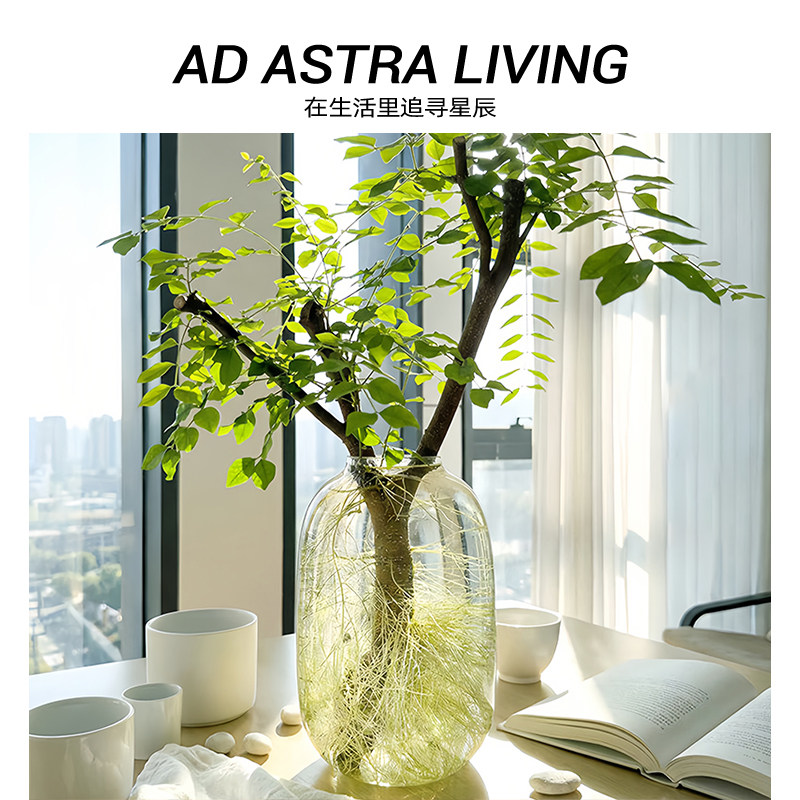 AD·ASTRA·花瓶插花玻璃轻奢透明小叶女贞水养水培器皿丨大肚瓶