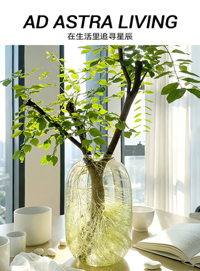 AD·ASTRA·花瓶插花玻璃轻奢透明小叶女贞水养水培器皿丨大肚瓶