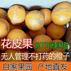 新鲜赣南脐橙榨汁丑橙子花皮果20斤整箱手剥安远信丰寻乌无公害