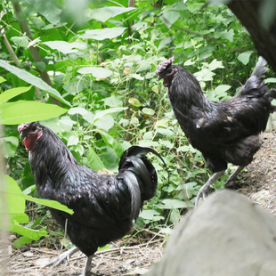 万源特产地标产品百里坡旧院黑鸡散养土鸡小只8月龄