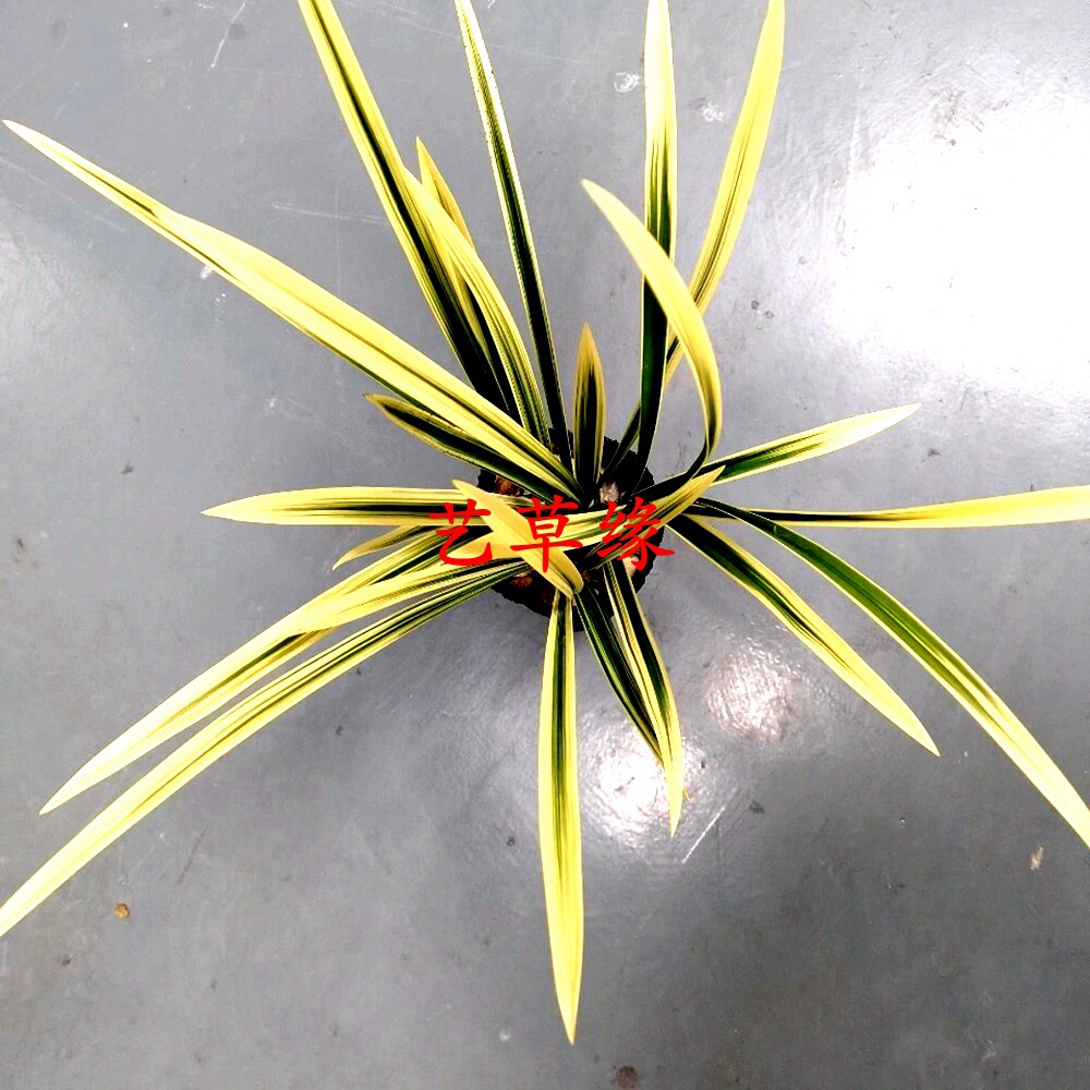 绿植金边盆栽好养阳台夏季兰花苗
