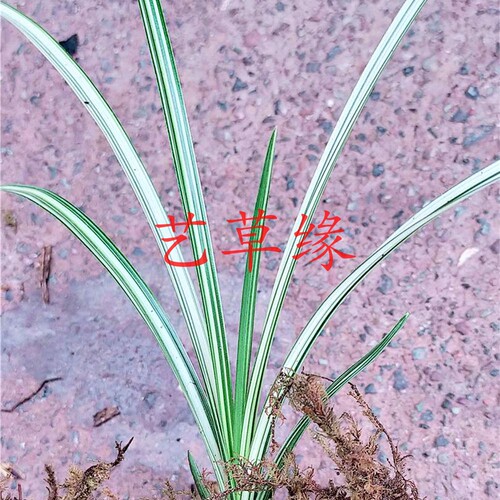 绿植白色盆栽好养阳台兰花苗