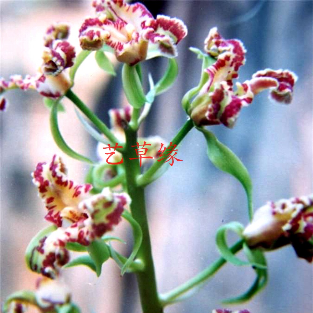 兰花苗蕙兰老种 卢氏蕊蝶 浓香鲜花卉盆栽绿植好养阳台室冬春花苞