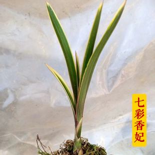 蕙兰原始品种七彩红香妃兰花红芽绿植盆景盆栽兰花苗花卉浓香花苞