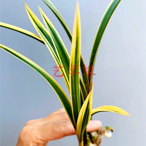 绿植金边盆栽好养阳台兰花苗