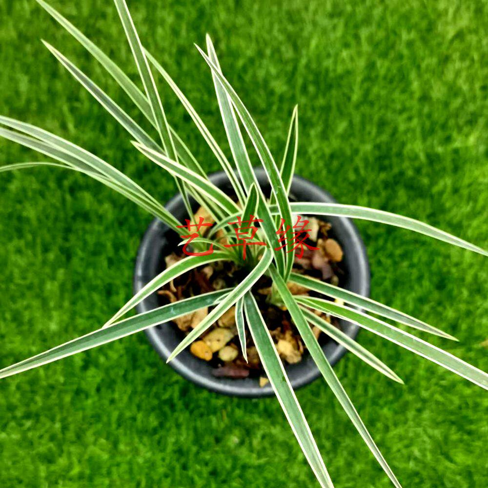 兰花苗莲瓣兰边艺 雪晶 浓香鲜花卉盆栽绿植好养阳台室冬春花