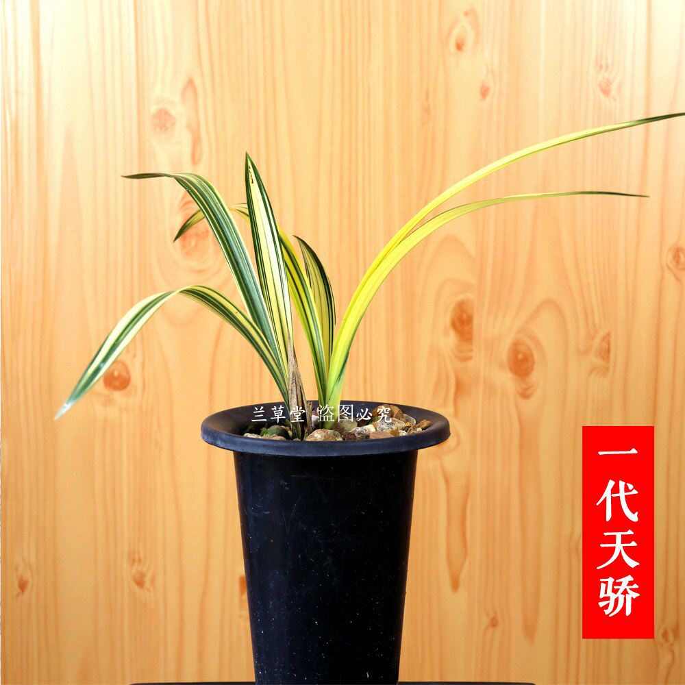 墨兰传统线艺中透艺一代天骄兰花艺草绿植盆景盆栽兰花苗浓香花苞