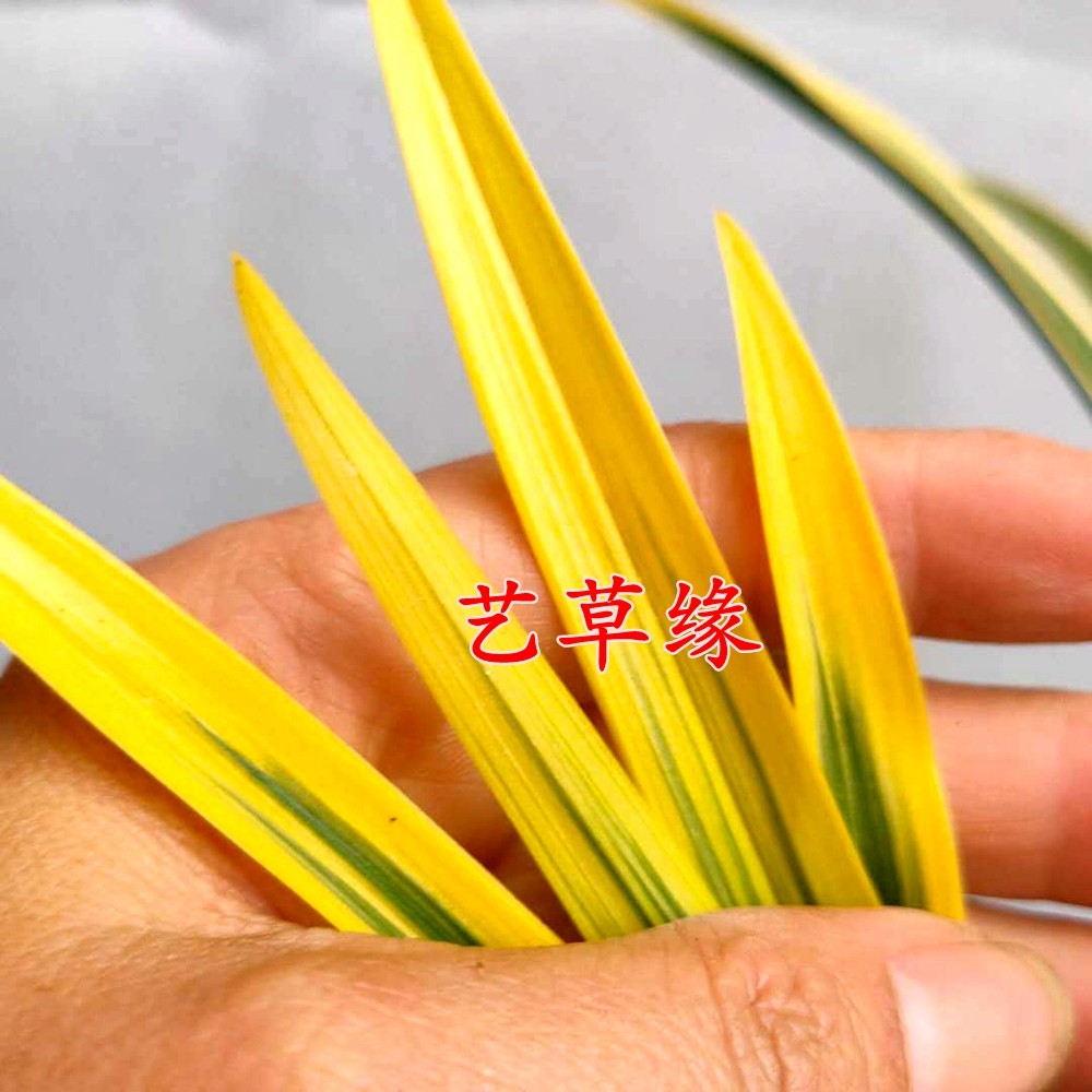 兰花苗建兰黄金边 黄金万两 浓香鲜花卉盆栽绿植好养阳台夏季花