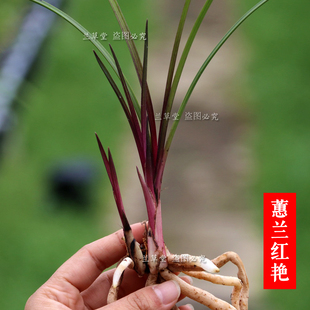 蕙兰原始品种红草红香妃兰花红芽绿植盆景盆栽兰花苗花卉浓香花苞