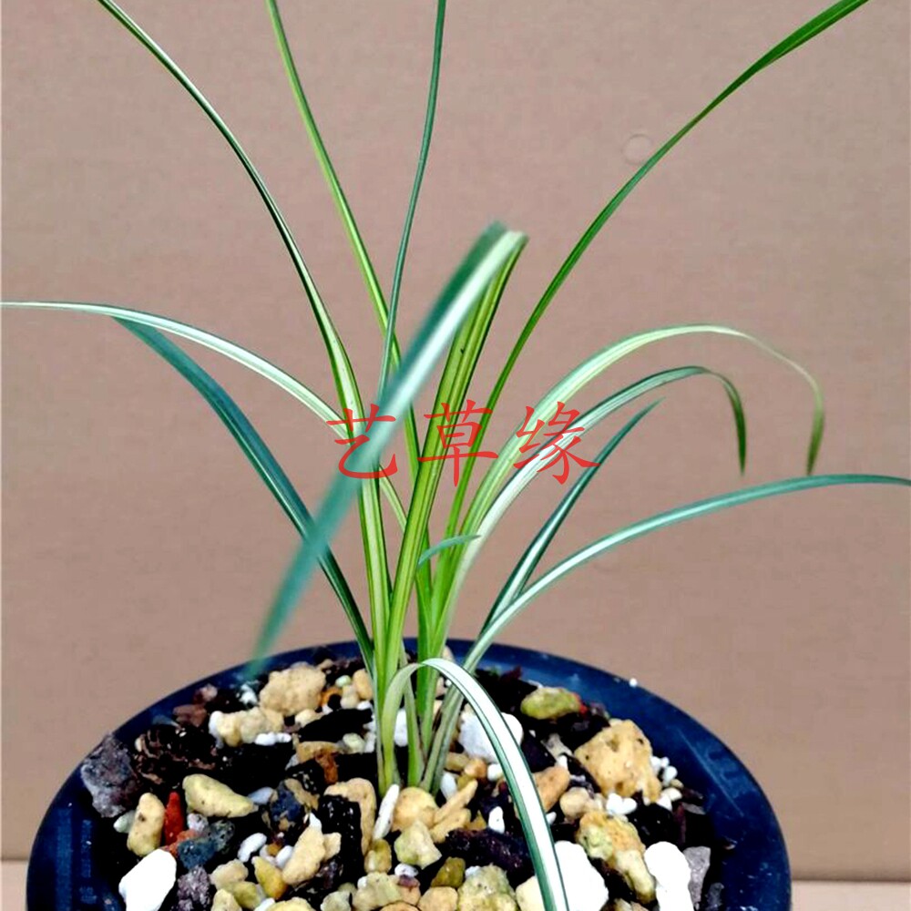 兰花苗送春精品中透丝缟 浓香鲜花卉盆栽绿植好养阳台室冬春花