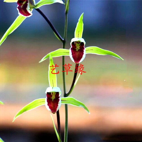 兰花苗寒兰铭品老种 红素 浓香鲜花卉盆栽绿植好养阳台室冬春花苞