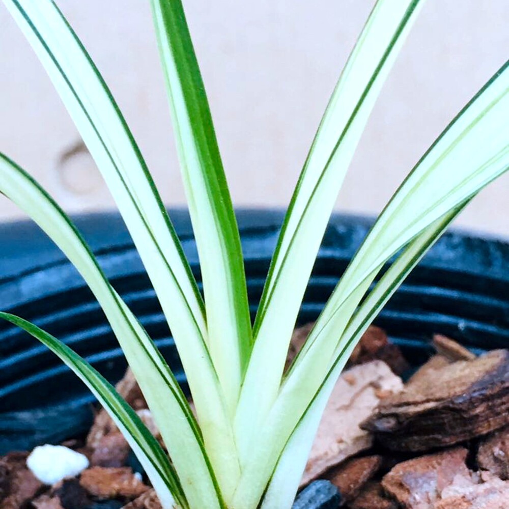 秋芝优质 兰花苗 大绿帽中透艺 浓香鲜花卉盆栽绿植好养阳台