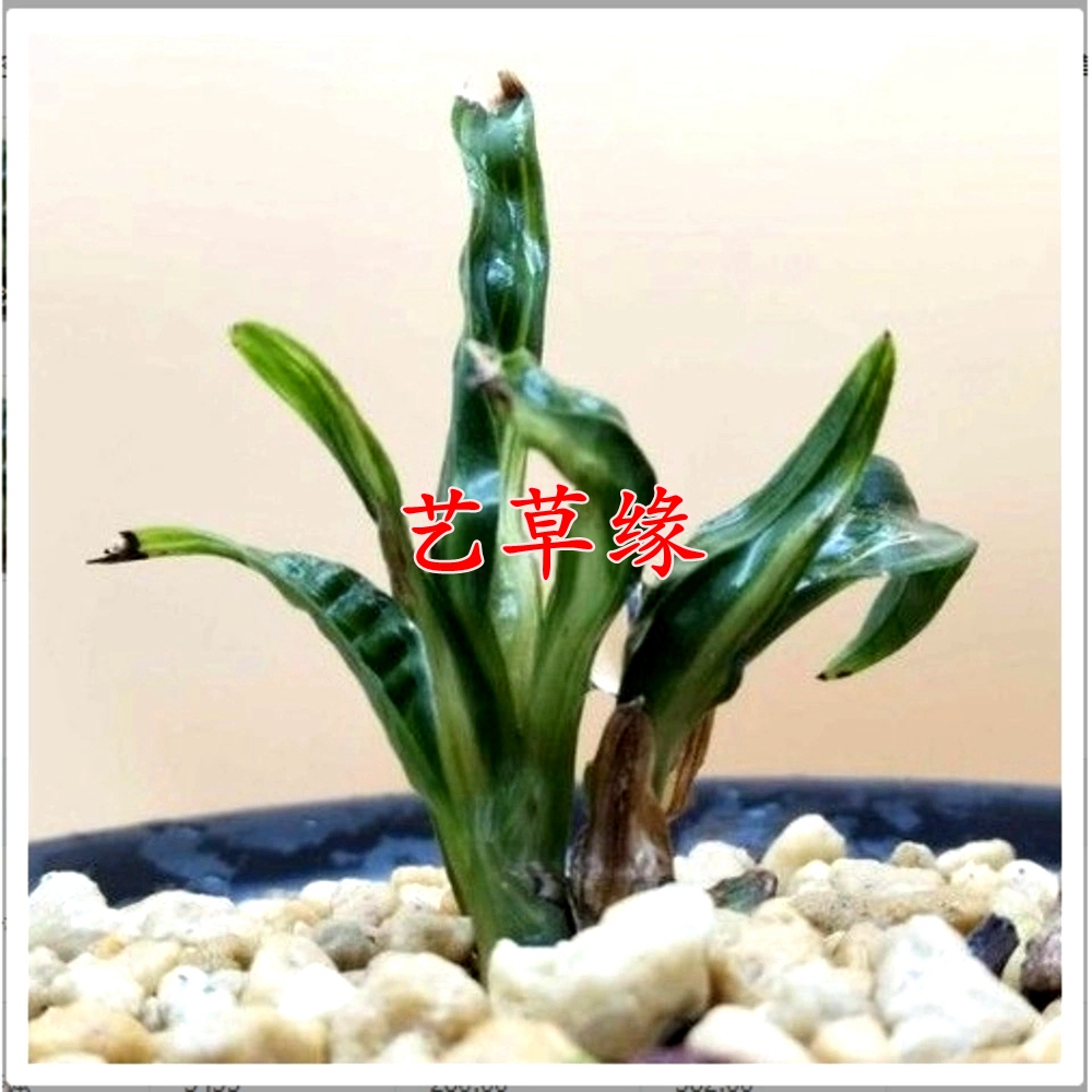 兰花苗春兰原生矮种水晶艺 浓香鲜花卉盆栽绿植好养阳台夏季花