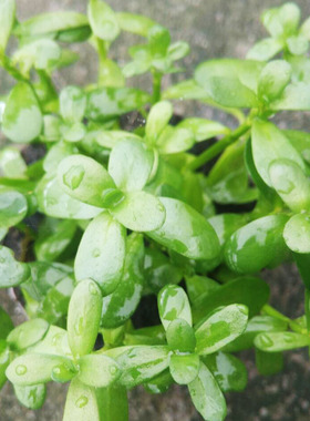 小对叶坨草鲜活水草活体真水草鱼缸造景装饰后景草