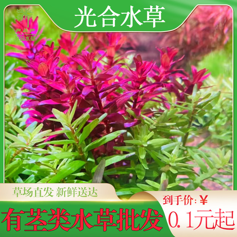 散装有茎类后景草水下叶真水草活体批发懒人水草紫红玫瑰血心兰