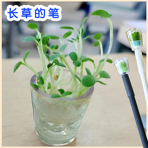 会长草的笔迷你植物盆栽