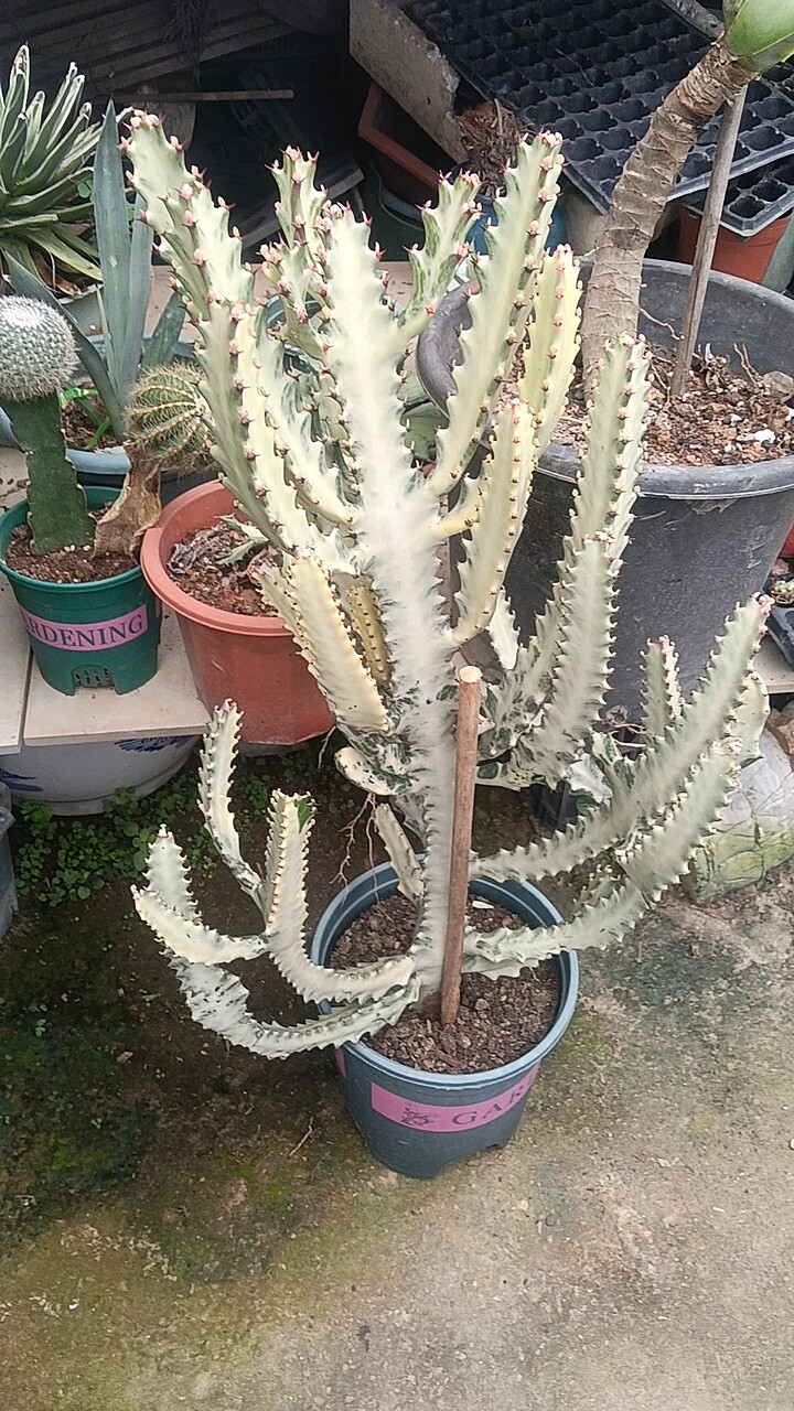 白龙骨仙人掌沙漠植物盆栽室内阳多肉植物