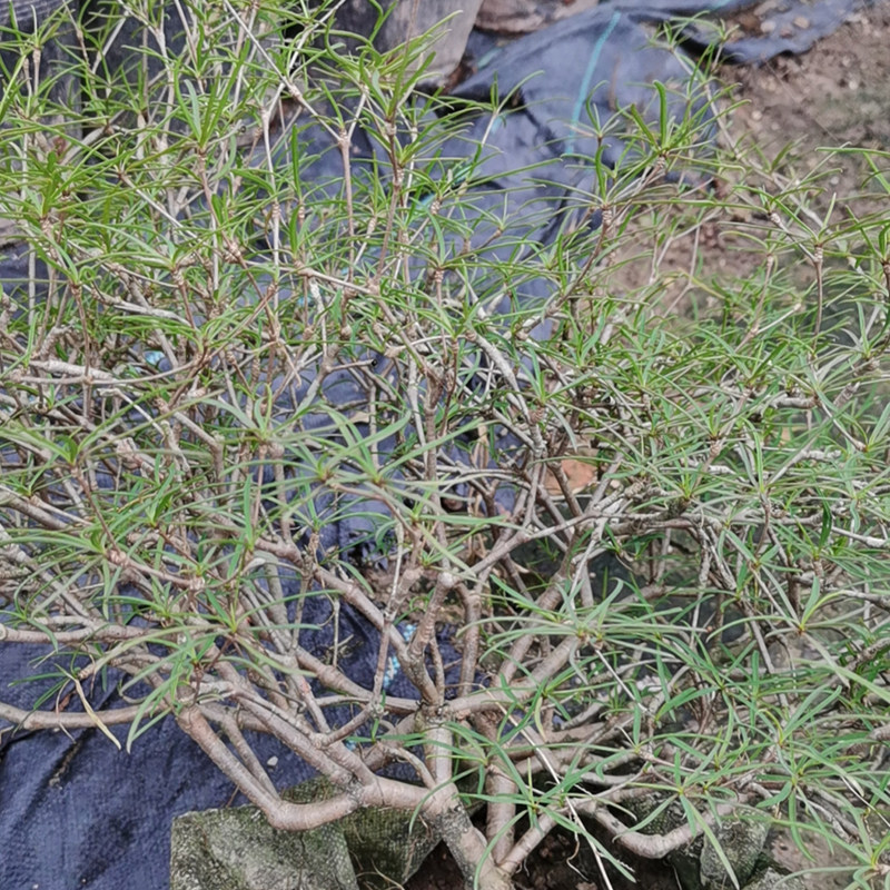 柳叶麒麟块根造型小众稀有植物盆桌面绿植