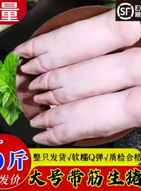 新鲜现杀带筋猪蹄整只批发