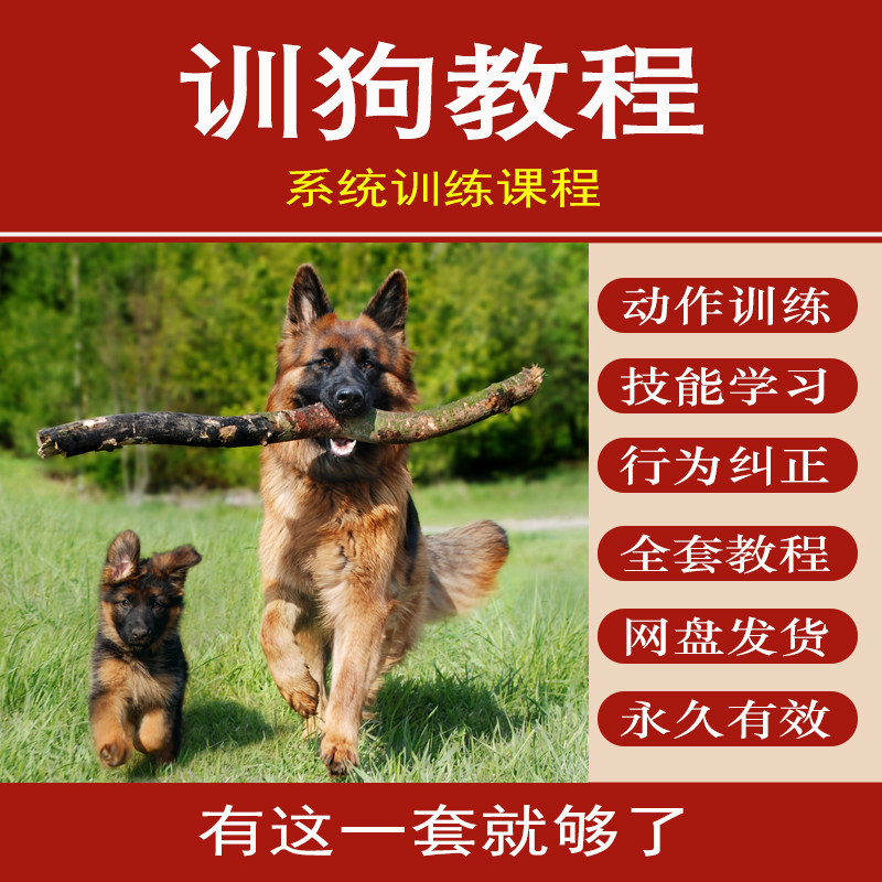训狗教程金毛边牧训练课程零基础狗狗宠物定点上厕所大小便培训