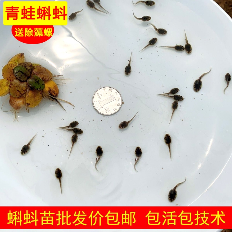 小蝌蚪活物变青蛙蝌蚪苗活的水族宠物小学生科学观察