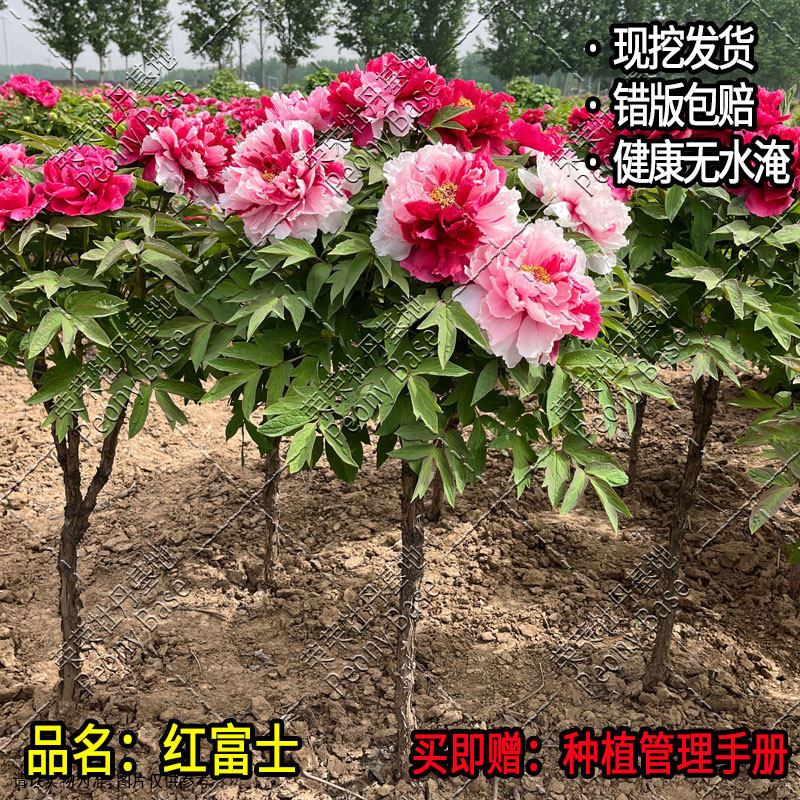 【岛锦独杆牡丹树】花苗庭院重瓣户外耐旱红白双色名贵牡丹带土球