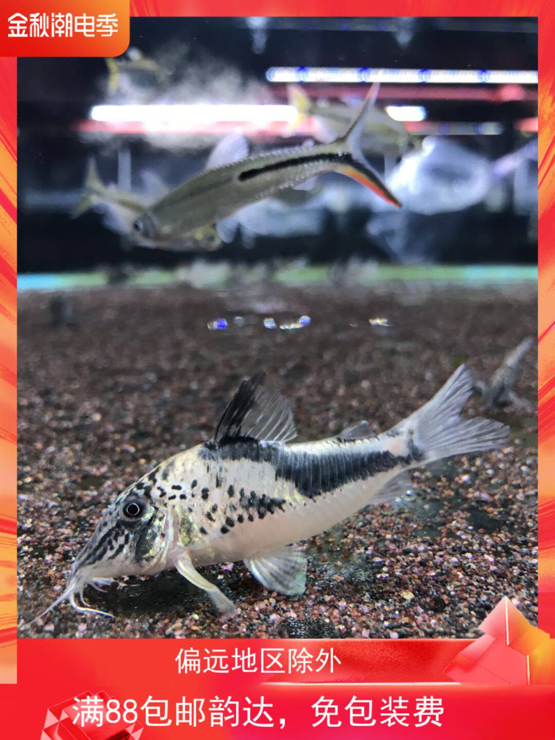 搁浅水族佛利率黑影鼠热带鱼南美异形草缸造景新手观赏鱼工具鱼