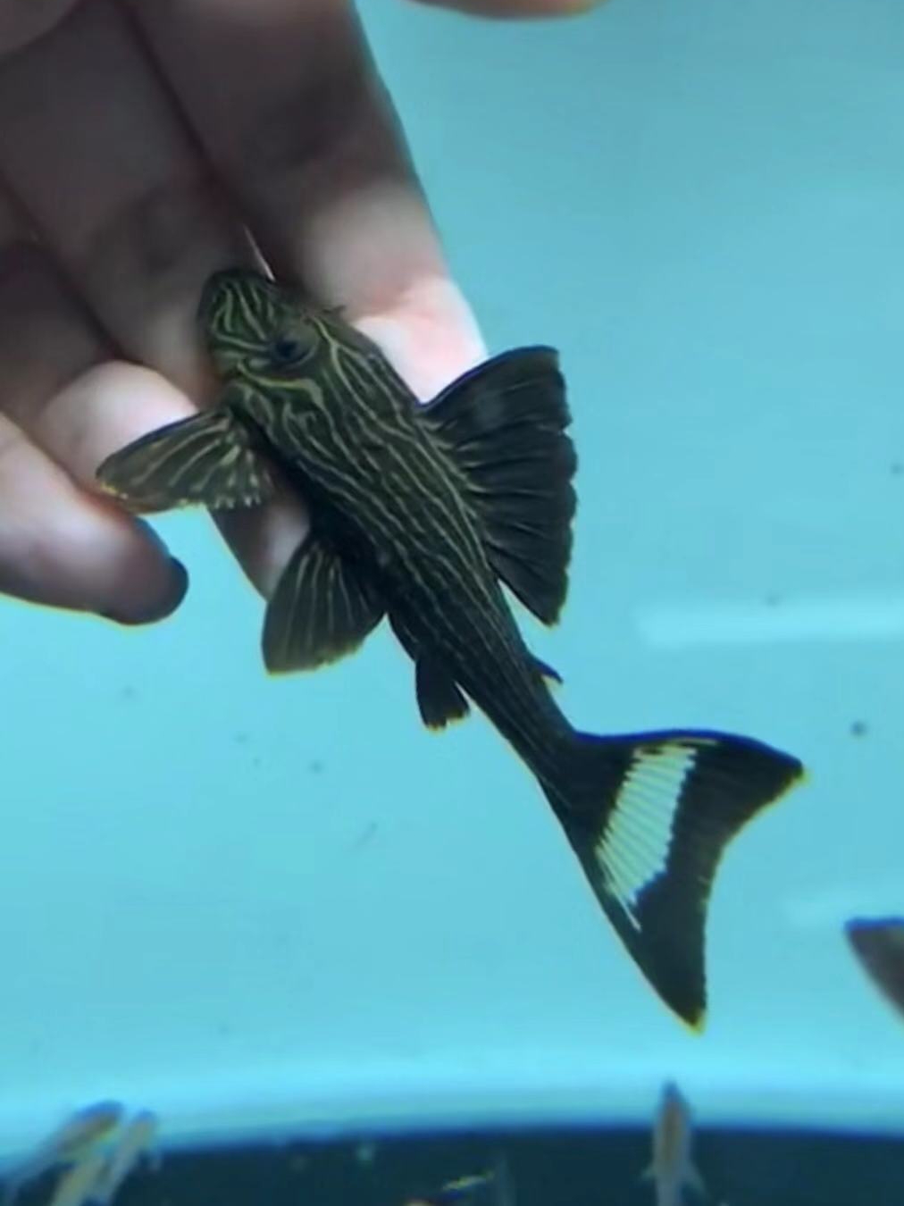 l27d雷神皇冠豹清道夫热带观赏鱼