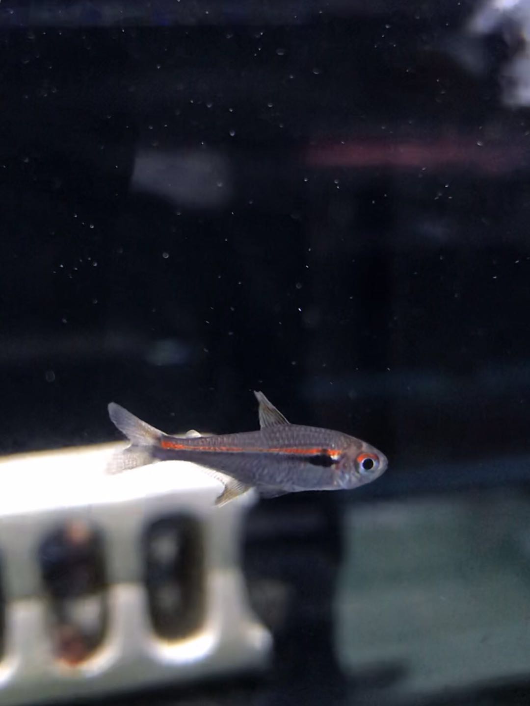 阿马帕阿玛帕三色灯鱼热带鱼稀有观赏鱼南美草缸造景淡水办公室