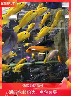 搁浅水族三湖慈鲷杂鲷鱼热带鱼南美异形草缸造景新手观赏鱼淡水鱼