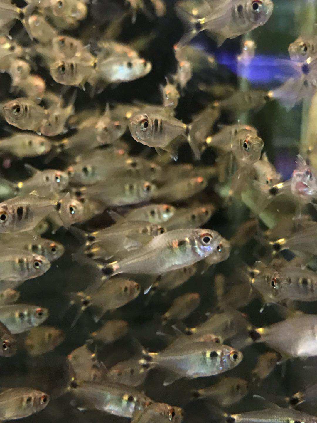 搁浅水族头尾灯鱼热带鱼草缸观赏鱼小型群居群养淡水可混养喜弱酸