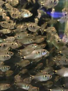 搁浅水族头尾灯鱼热带鱼草缸观赏鱼小型群居群养淡水可混养喜弱酸