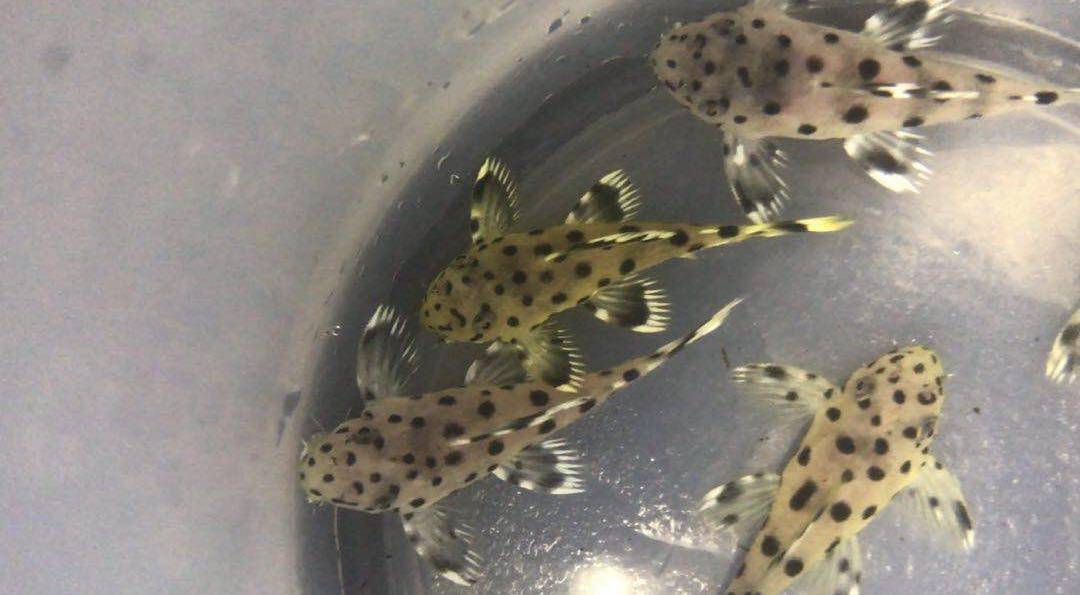 搁浅水族l264老鼠斑异形鱼老鼠癍f1热带鱼南美草缸造景观赏鱼工具