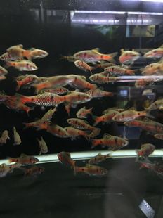 搁浅水族钻石彩虹鲫鱼原生鱼热带鱼草缸造景观赏鱼冷水鱼淡水混养