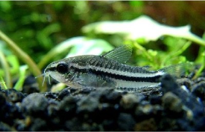 搁浅水族精灵鼠鼠鱼热带鱼草缸造景观赏鱼南美群游群养淡水底栖鱼
