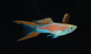 搁浅水族红日双剑鱼蓝蕾丝双剑孔雀热带微景观观赏鱼观赏鱼淡水鱼