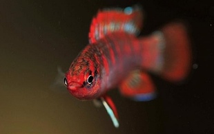 火焰变色龙钻石红莲兰蓝线金灯火灵灯青眼灯蓝线金灯血红卢比小型