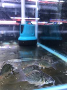 搁浅水族野生青铜Bb鼠鱼青铜币鼠鱼热带鱼南美异形观赏鱼工具鱼