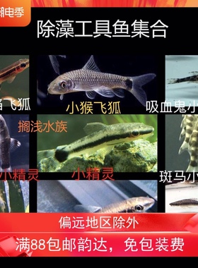 老虎小精灵小猴一线火焰飞狐彩虹红尾黑鲨金苔鼠除藻绿苔工具鱼