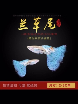 草缸造景易养淡水孔雀鱼