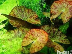 搁浅水族虎斑睡莲热带鱼草缸造景观赏鱼南美异形底栖工具鱼水草