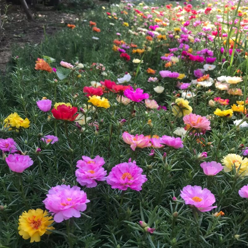 低矮绿化花草种重瓣单瓣太阳花种家庭园艺种子