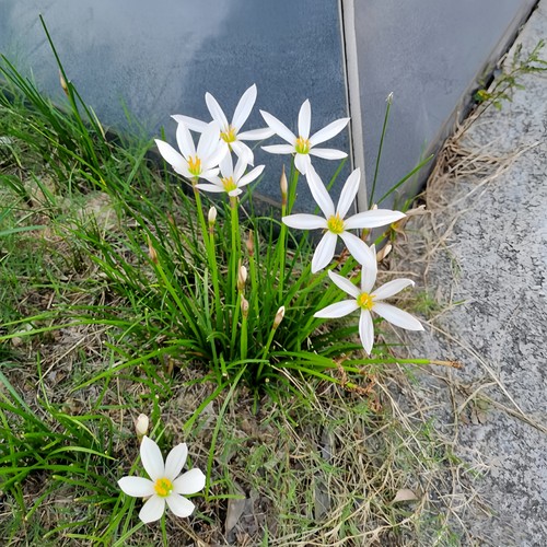 耐热耐寒多年生地被葱兰韭兰