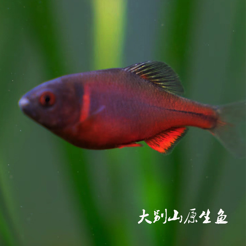 西南火山鳑鲏溪流鱼冷水鱼鳑鲏鱼原生鱼