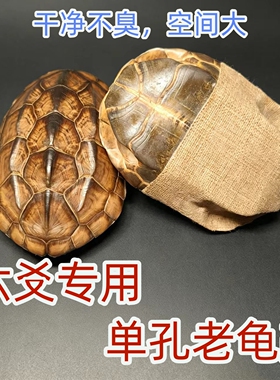 天然真六爻单口中华草龟壳摆件