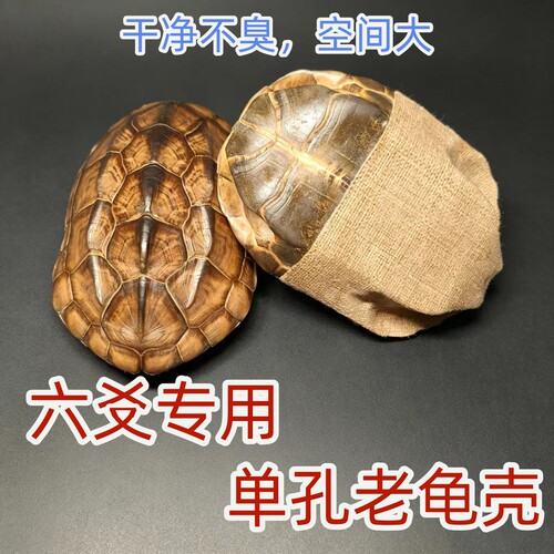 天然真六爻单口中华草龟壳摆件