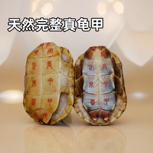 天然乌龟壳真龟甲刻字六爻龟甲占中华草龟壳王八壳完整送铜钱配件