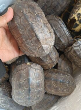 草龟壳放中药大龟壳天然真龟甲微瑕老壳