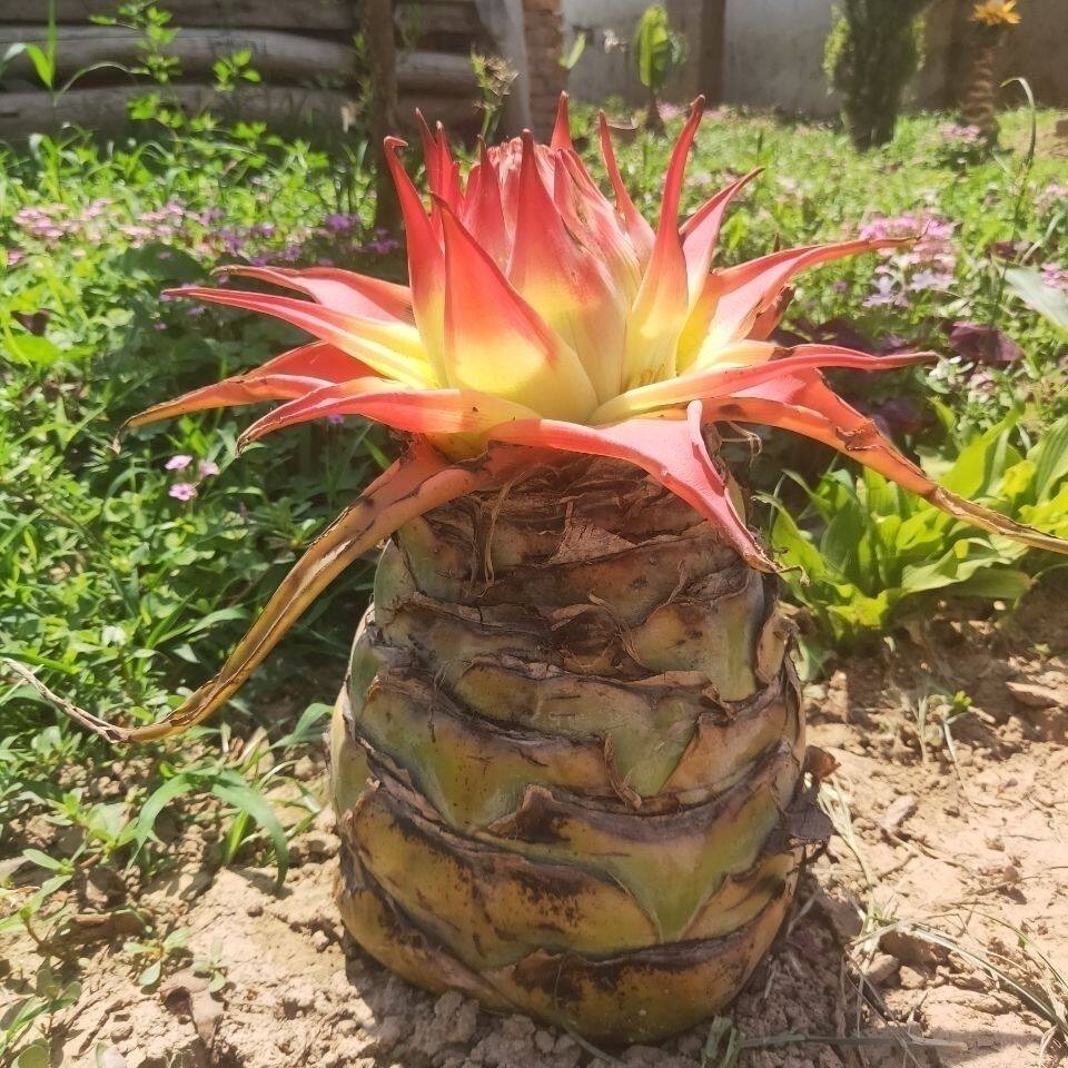 新品【地涌金莲/红莲/矮胖金莲】千叶佛莲宝莲灯千瓣莲花趣味绿植