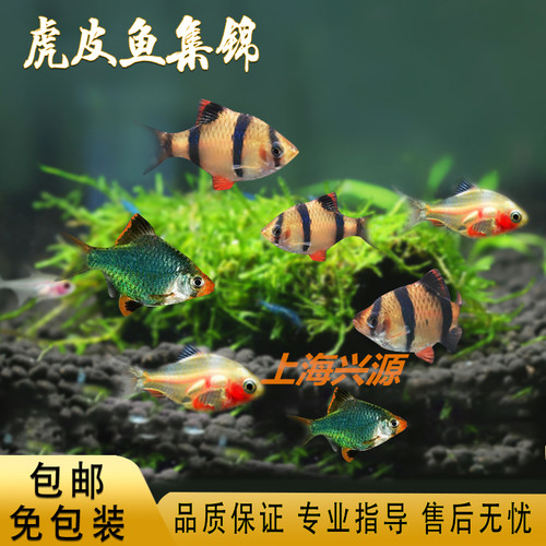 虎皮鱼热带鱼闯缸鱼荧光虎皮
